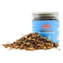 Charger l'image dans la galerie, Little loyals Grillons complets