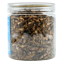 Charger l'image dans la galerie, Little loyals Grillons complets