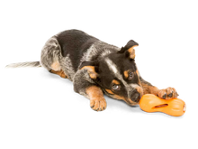 Charger l'image dans la galerie, West Paw Qwizl®