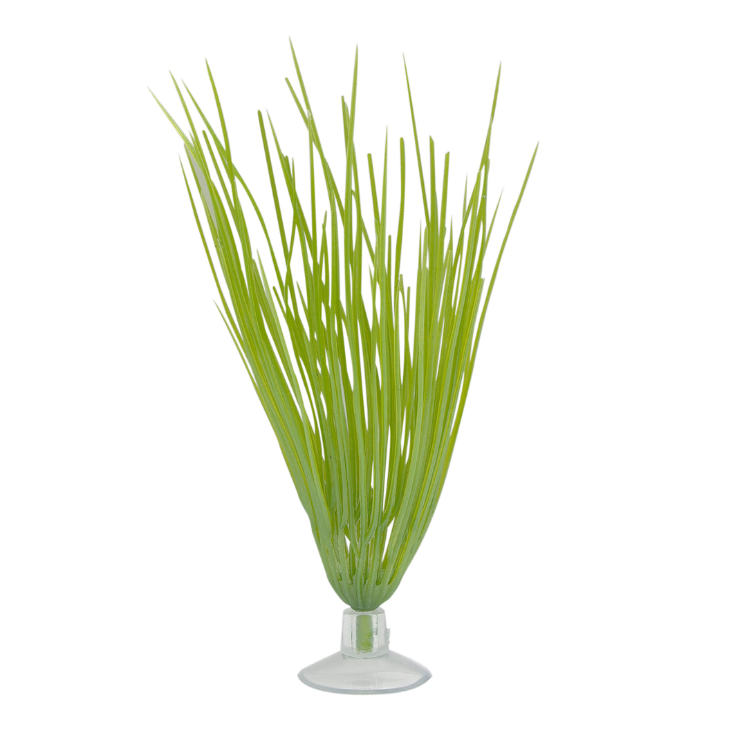 Marina-Plante Hairgrass pour Betta