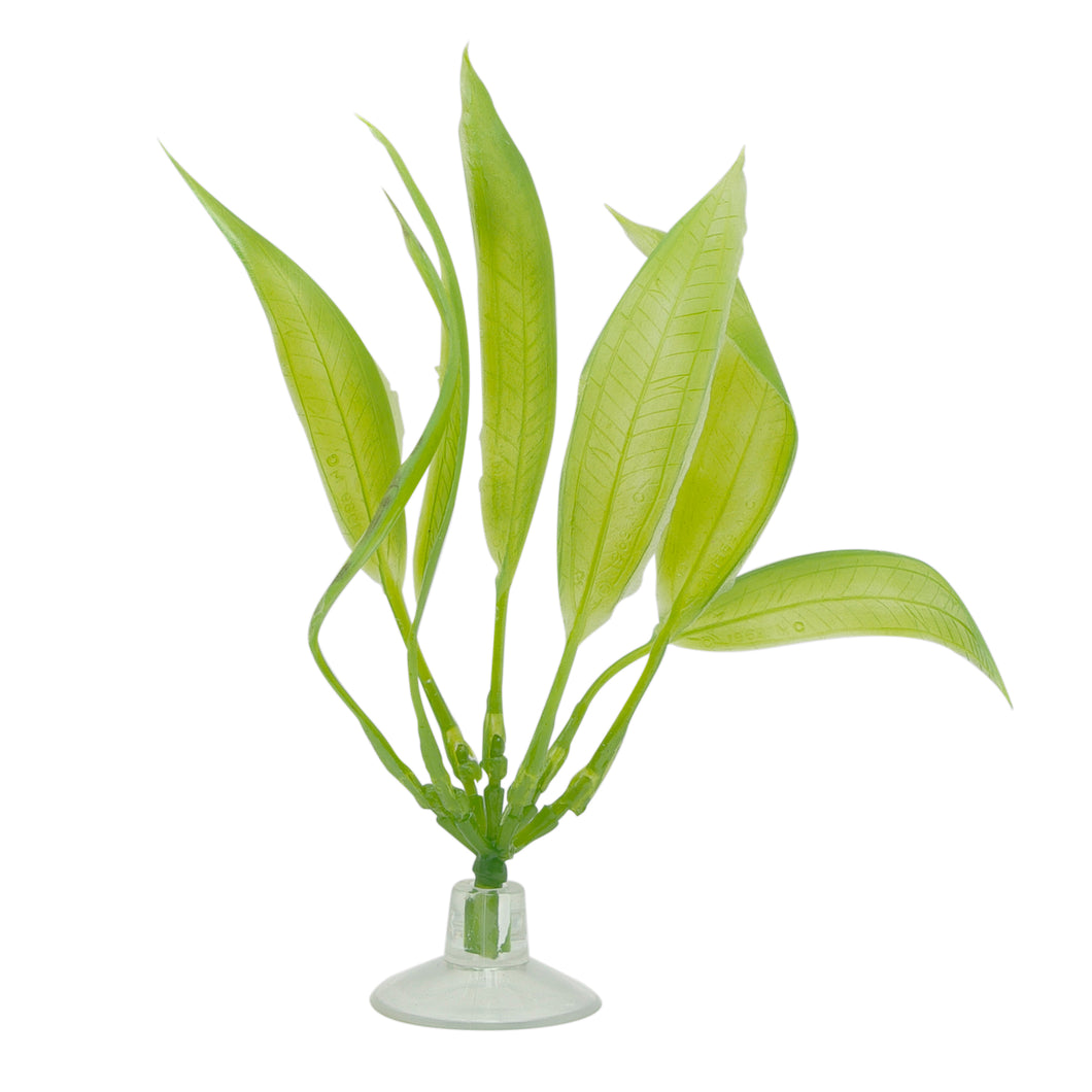 Marina-Plante Amazon Sword pour Betta