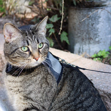 Charger l&#39;image dans la galerie, Coastal Harnais pour chat avec laisse
