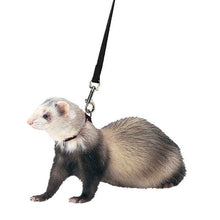 Charger l&#39;image dans la galerie, Harnais et laisse assortis pour Furet Marshall, noir.
